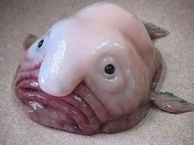 The most ugly fish in the world