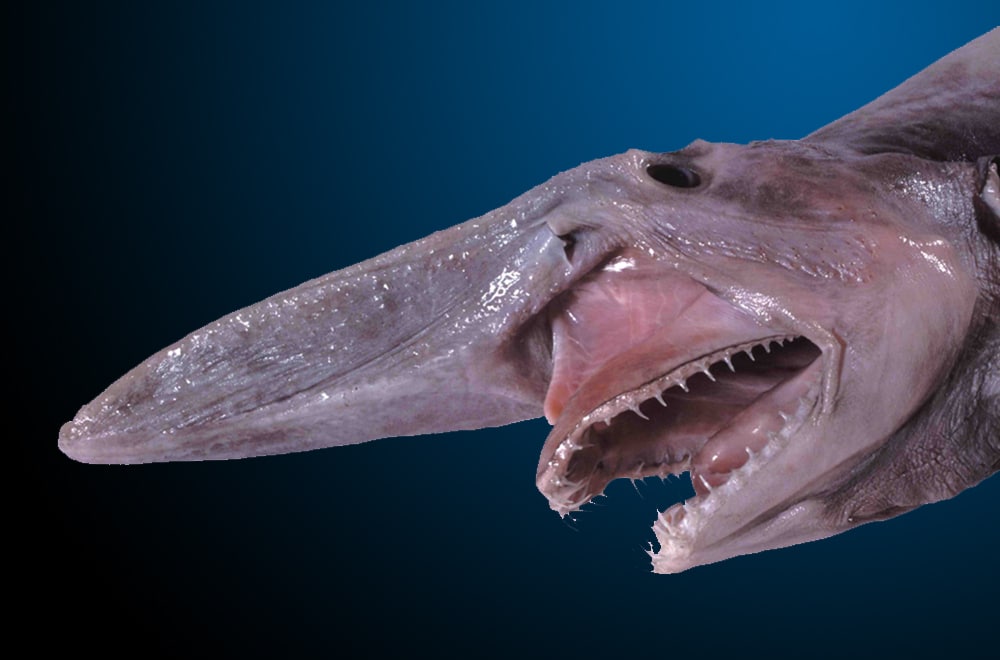 Is the goblin shark the ugliest fish?