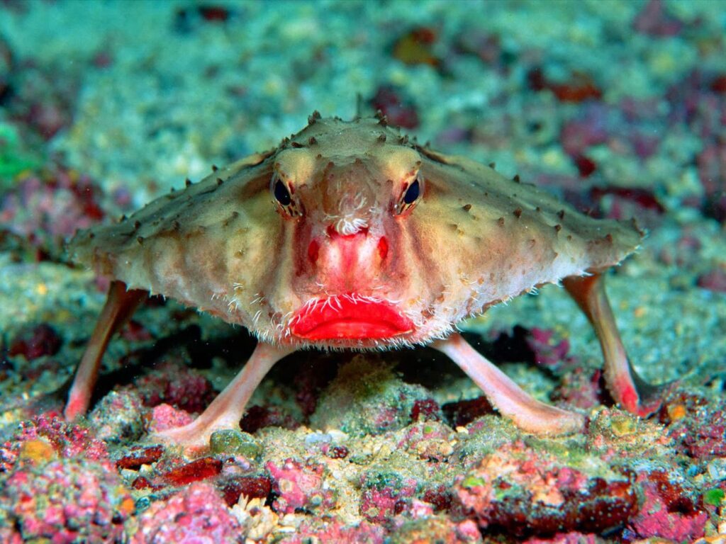 Ugliest Fish In The World