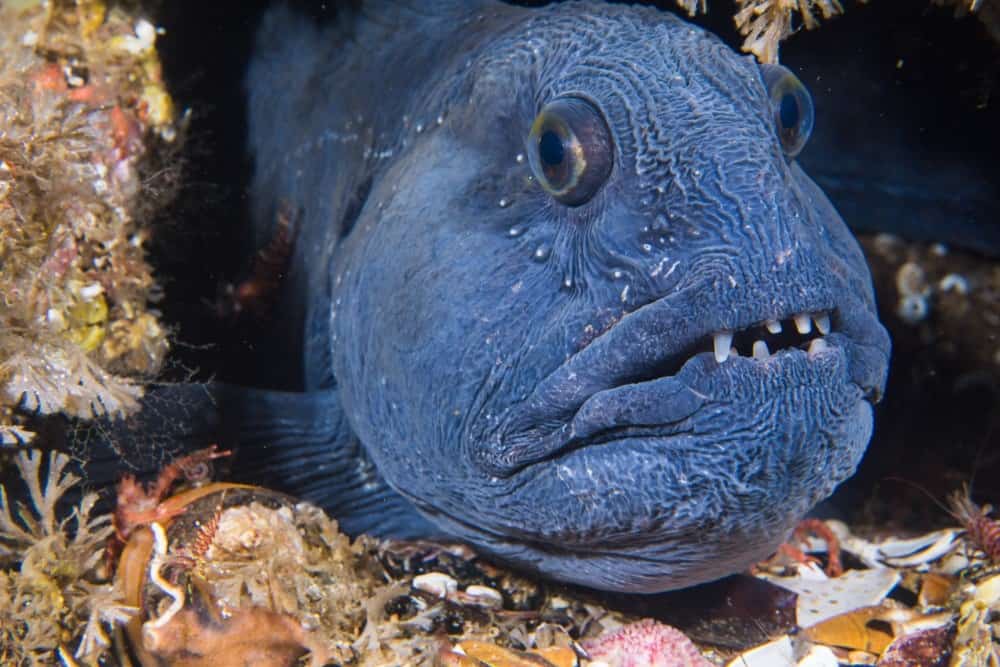 Which is the ugliest fish in the world?
