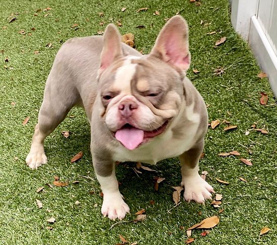 Isabella French Bulldog on the grass
