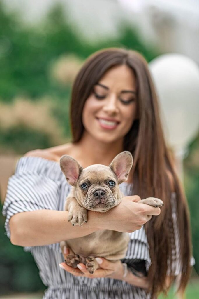 Isabella French Bulldog held up by her owner