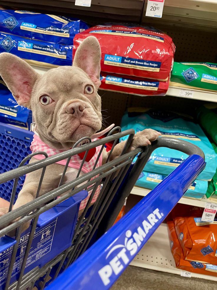 Isabella french bulldog in a shopping cart
