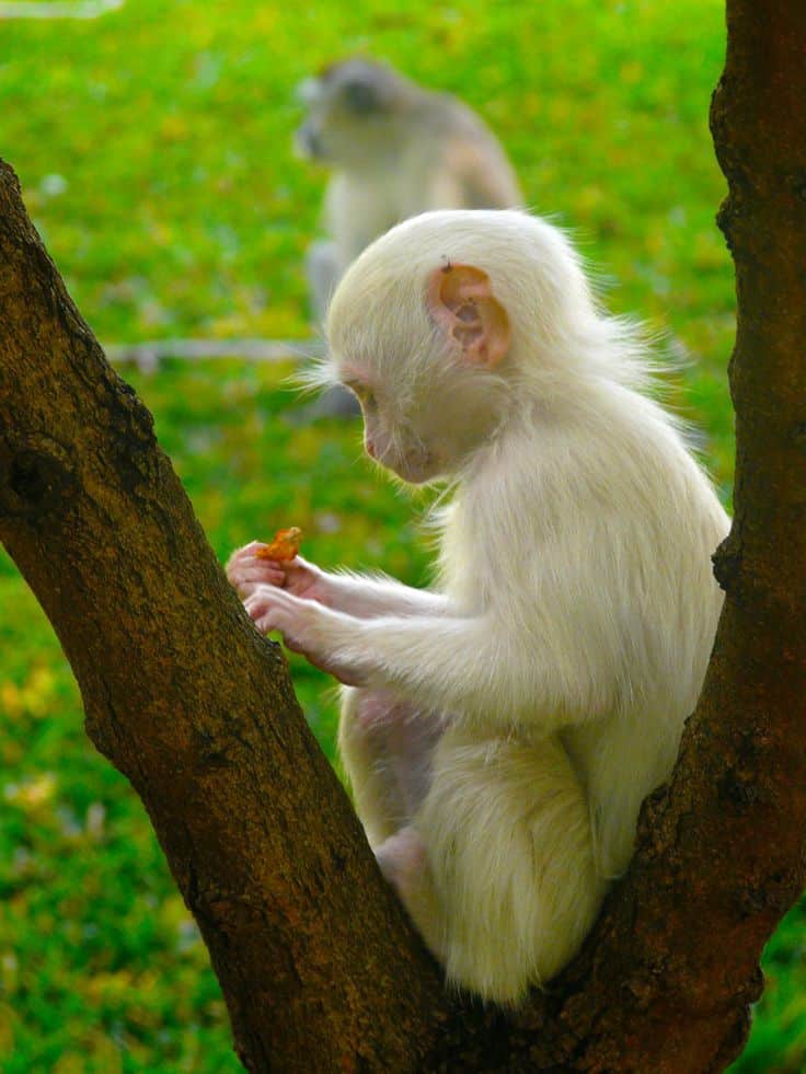 Albino Monkeys