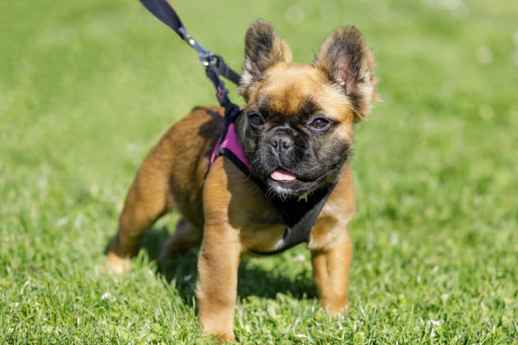 PHYSICAL FEATURES OF A FLUFFY FRENCH BULLDOG