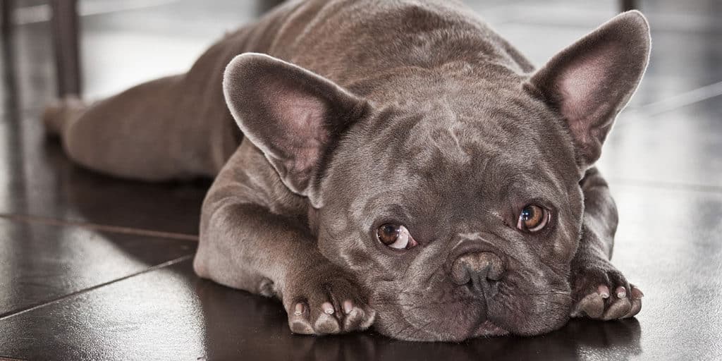 Health Challenges Faced By Blue French Bulldog