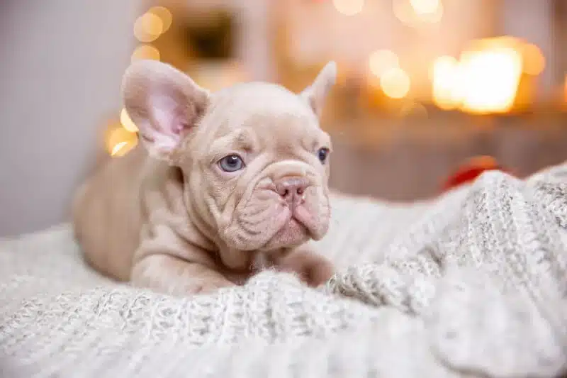 What Is The Difference Between Lilac French Bulldog And Isabella French Bulldog?