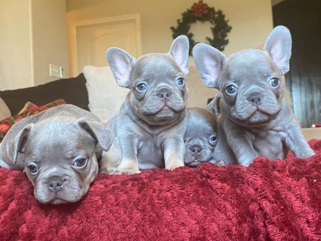 How To Care For Lilac French Bulldog