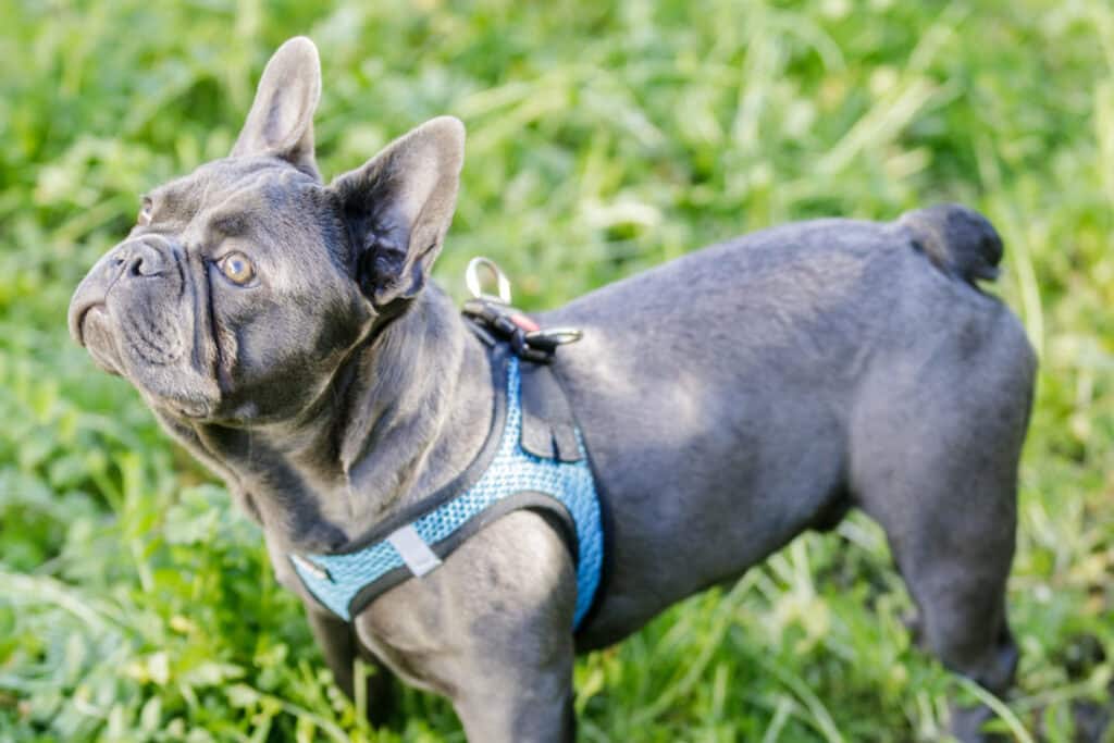 What Makes A Blue Frenchie, Blue?