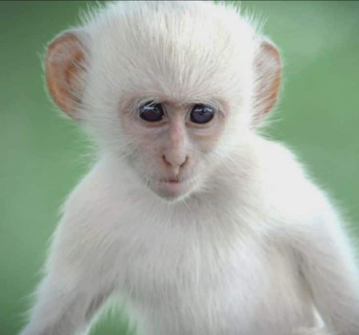 Albino Monkeys