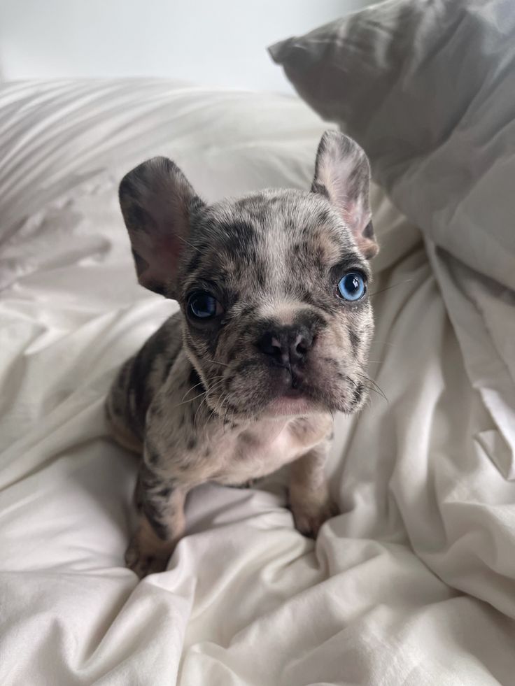 Physical Characteristics of a Merle French Bulldog