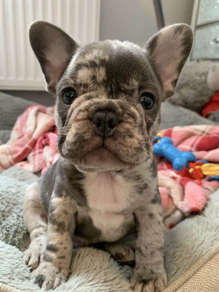 How to Care for a Merle French Bulldog