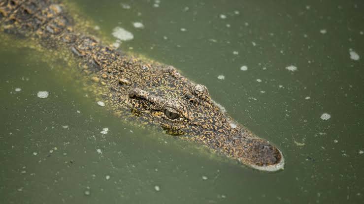 Prophet devoured by crocodiles in tragic baptism incident"