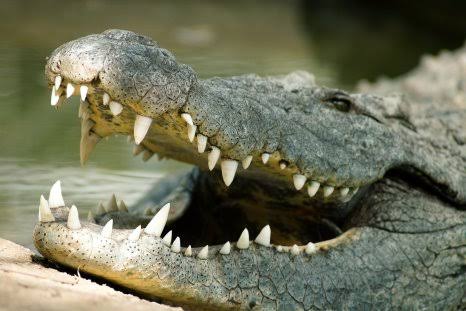 The hige teeth of a crocodile
