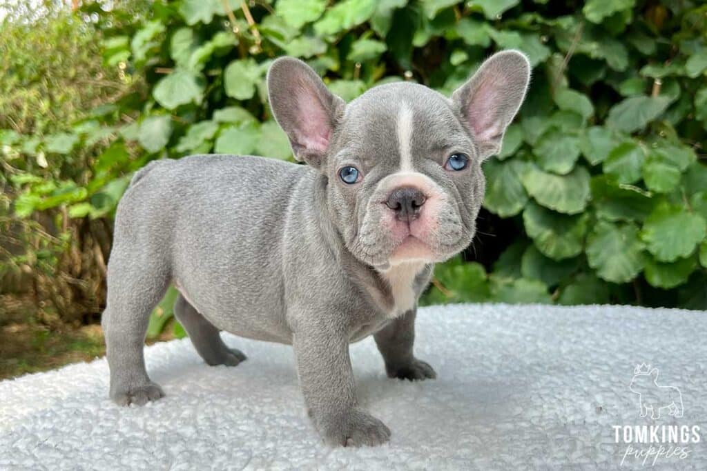 What Is A Lilac French Bulldog?