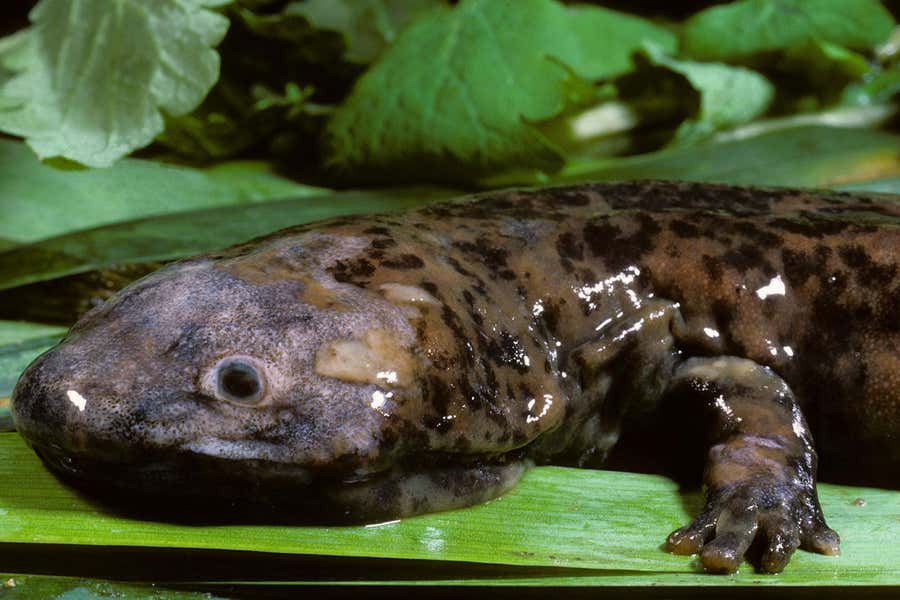 World's largest Amphibian 