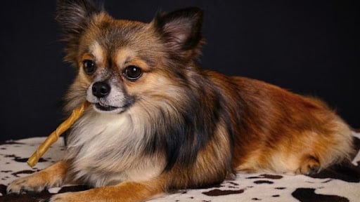 Long-haired Chihuahua Temperament, Personality, & Intelligence