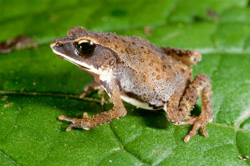 A toad from Tanzania 