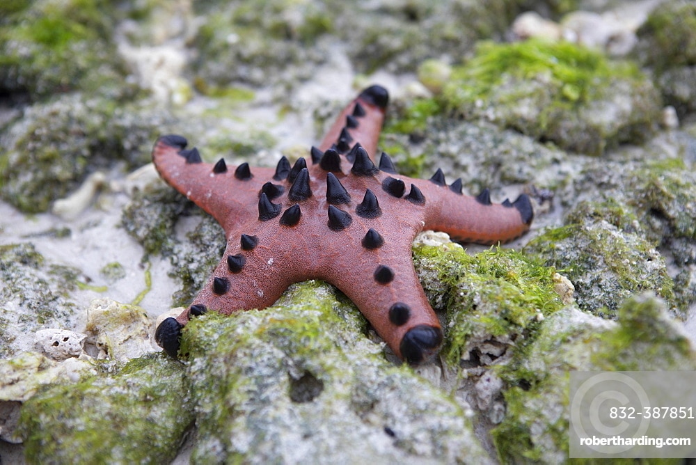 Sea star from Philippines 