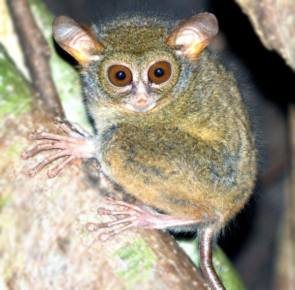 Newly discovered tarsier