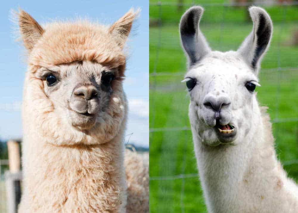 Llamas And Alpacas as emotional support pets