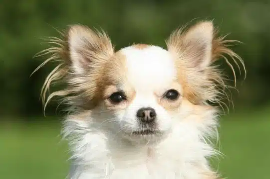 history of the long-haired chihuahua