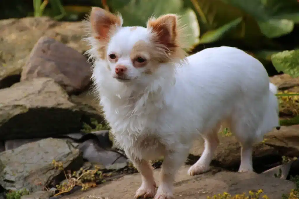 Physical Characteristics Of A Long-Haired Chihuahua