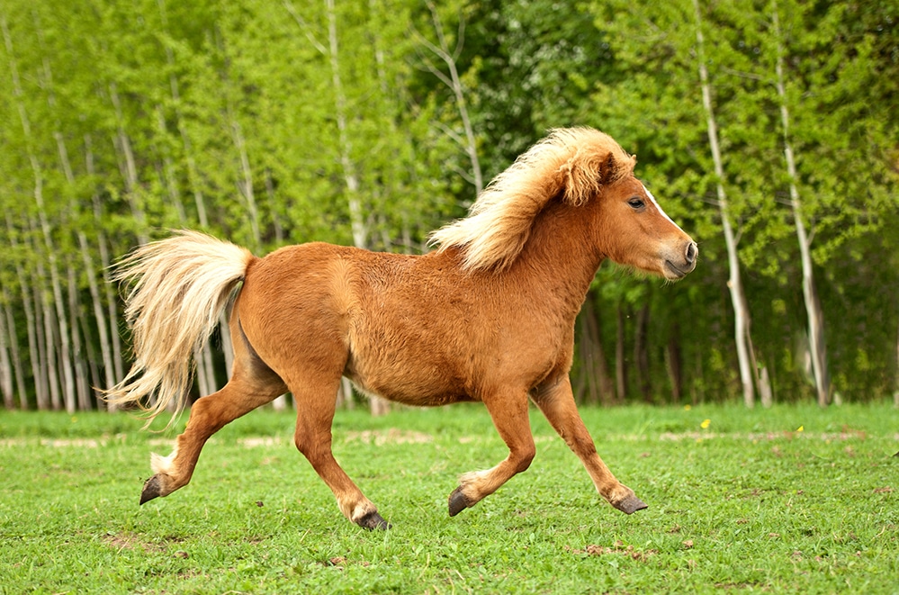 Miniature Horses And Ponies