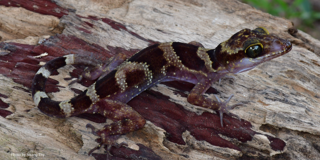 Bent toed gecko 