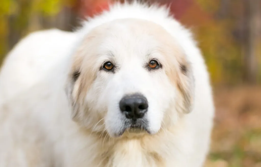  Great Pyrenees