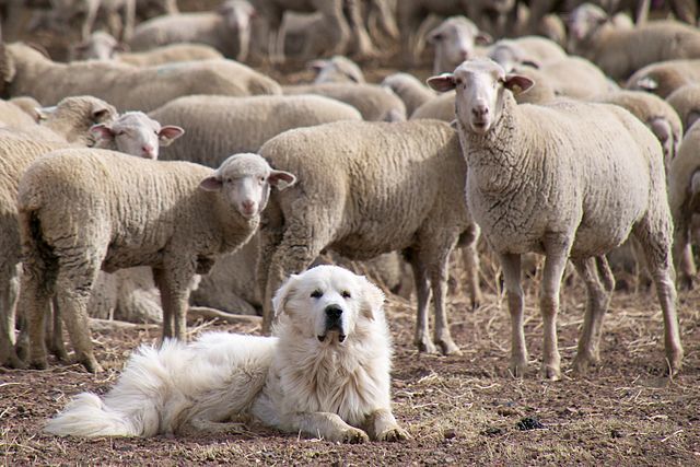 Livestock guardian dog breeds