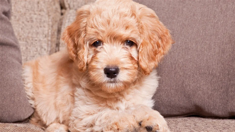What Is the History of Mini Goldendoodles?