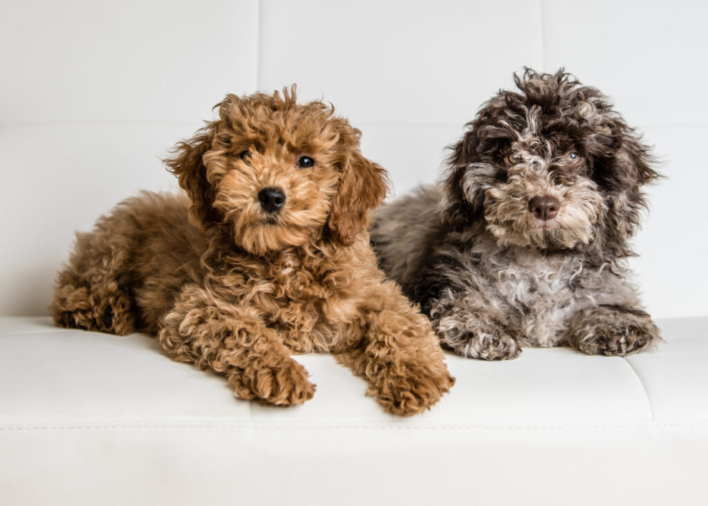 Grooming Tips And Excercise Needs Of Goldendoodles
