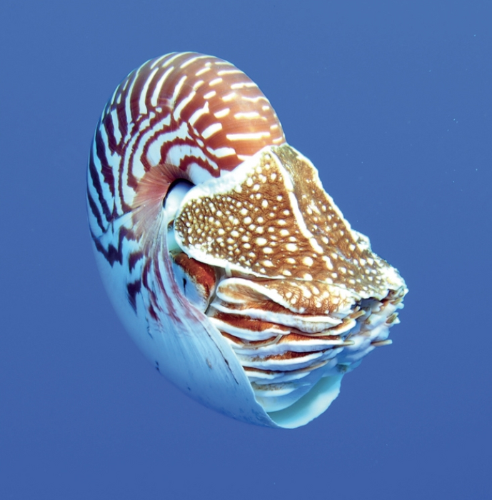 Nautilus spp, Oceania