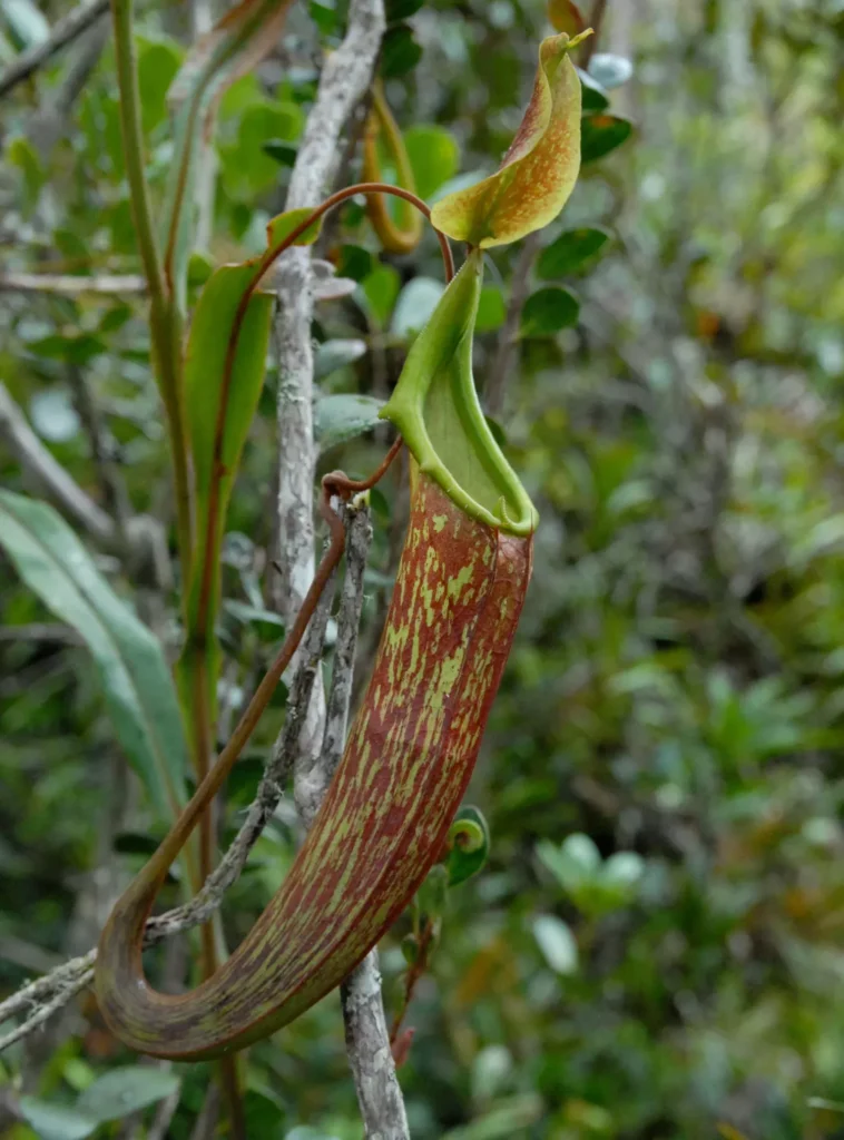 A pitcher plant 