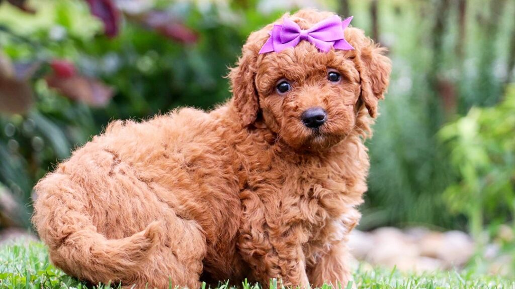 Physical Characteristics And Traits of Mini Goldendoodles